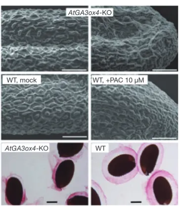 図 4 GA 欠損がシロイヌナズナ種子表面構造に与える影 響 （上段）AtGA3ox4 - KO 株由来の種子表面の電子顕微鏡写真． 独立した 2 ラインとも表面模様が乱れていた．bar = 50  µm ． （中段）野生型株に終濃度 10 µM の GA 生合成酵素 阻害剤パクロブトラゾールを定期的に噴霧して調製した種 子表面の電子顕微鏡写真．対照区と比較して，表面模様に 乱れが認められる． （下段）AtGA3ox4 - KO 株由来の種子を 吸水処理後，ルテニウムレッド染色した様子．野生型株由 来の種子