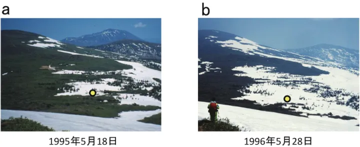 Fig. 6 Photos of the study site in snow-melt season. (a) 18 May 1995 (photo by T. Kajimoto), (b) 28 May 1996