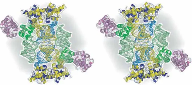 図 4  結晶中の分子パッキング（ステレオ図）。A, B, C 及び D 分子をそれぞれ黄、青、 緑、及びマゼンタで表している。          2-4.  複合体形成様式    次 に SelB の winged  helix(WH) モ チ ー フ と RNA 分子の相互作用様 式について述べる。前述 のように SelB-C は四つ の WH ドメインの繰り 返しにより構成される L 字 型 の 分 子 で あ る 。 SECIS-RNA はこのうち C 末端に存在する WH ド メイン(WH4)との