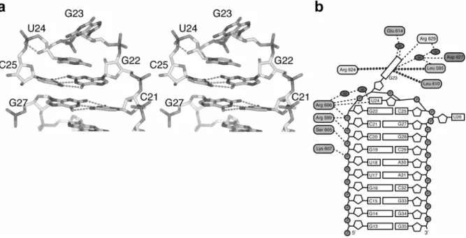 図 6  SECIS-RNA  のステムループ頂上付近の構造(a,  ステレオ図)、及び SECIS-SelB 相互作