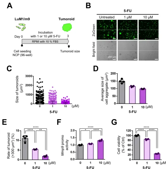 Figure 7. 5-FU inhibited the tumoroid growth of mCRC, although not completely: (A) a scheme of  the experimental protocol used for panel (B–G)