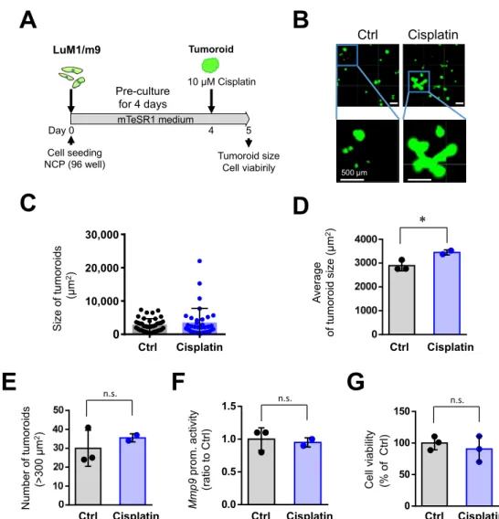 Figure 3. Cisplatin (at 10 μM) promoted the tumoroid growth of mCRC cells: (A) a scheme of the  experimental protocol used for panel B–G