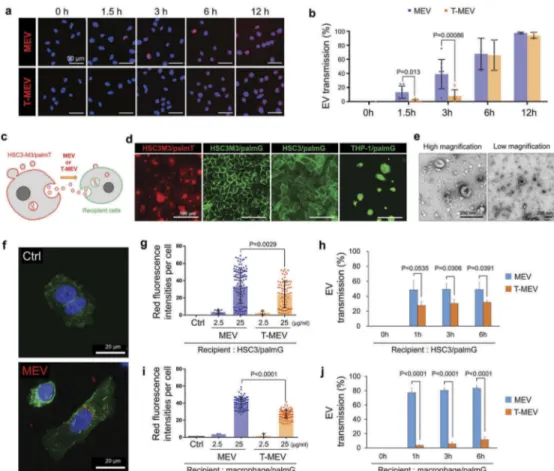 Figure 8. Triple knockdown of CDC37/HSP90 α /HSP90 β attenuates EV transmission potential into recipient macrophages and cancer cells