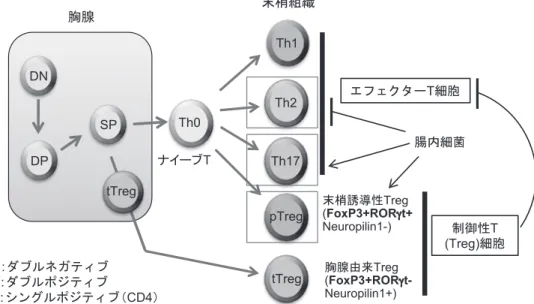 図 1 Th 細胞の発生分化の様式と腸内細菌の影響を示す。腸内細菌の定着は Th17 細胞と pTreg 細胞を誘導する。その一方で Th2 細胞を抑制する。ナイーブTTh1Th0Th2pTregDN:ダブルネガティブ DP:ダブルポジティブ SP:シングルポジティブ（CD4）DNDPSP末梢組織tTregTh17エフェクターT細胞制御性 T (Treg)細胞末梢誘導性Treg (FoxP3+RORγt+ Neuropilin1-)胸腺由来Treg(FoxP3+RORγt-Neuropilin1+)tTre