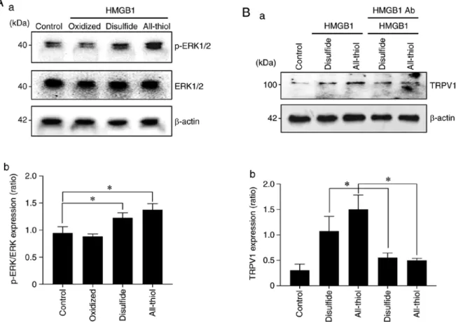 Figure 7. Relation of the redox status of HMGB1 in sensory neuron excitation. (A) Excitation of sensory neurons by different redux-statuses of HMGB1 as  determined by phosphorylated (p‑)ERK1/2 expression