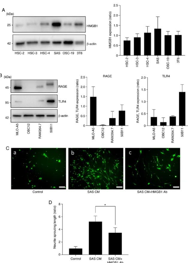 Figure 2. Effects of HMGB1 on neurite induction and outgrowth. (A) Expression of HMGB1 in HNC cell lines (HSC-2, HSC-3, HSC-4, SAS, OSC-19) and  mouse fibroblast cell line (3T6) by western blot analysis