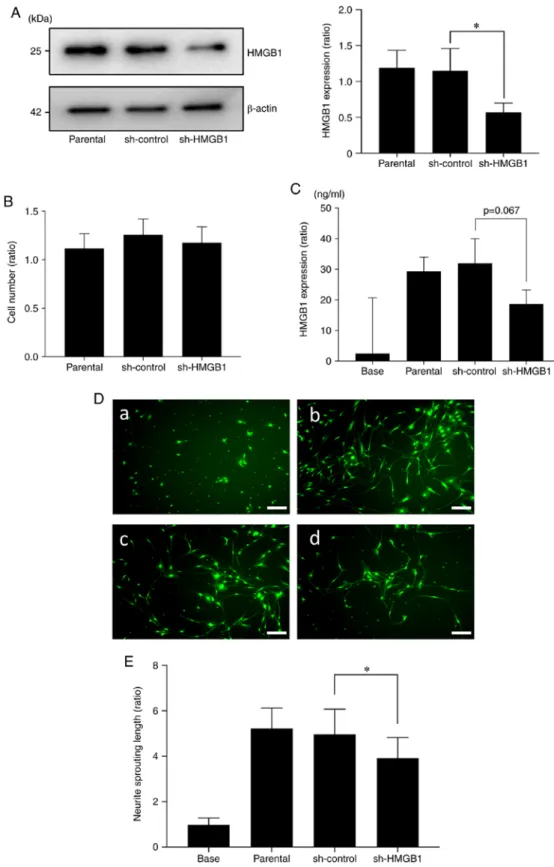Figure 5. Effect of the reduction in HMGB1 protein in the HNC SAS cells. (A) Expression of HMGB1 in the SAS cells