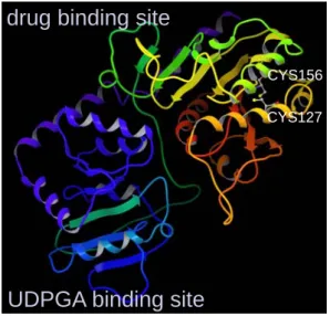 図 1  UGT1A1 の予測構造    NAT2 についても、構造に修正を加えて MD によって構造精密化した構造を図 2 に示す。 球を使用したモデルで、補酵素のアセチル CoA を示している。  図 2  NAT2 の精密化構造    ここに見られるように、補酵素を CoA から アセチル CoA に変換しても構造は大きく崩れ ておらず、安定したシミュレーションが実行 できたことが示される。また、MD のトラジェ クトリに対する RMSD 計算から、1 ns で構造 がおおよそ収束していることが示され