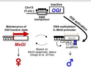 FIGURE 1 | Epigenetic sex determination model in monoecious D. kaki. The Y chromosome-encoded small-RNA gene OGI triggers to accumulate the small-RNAs targeting its autosomal counterpart MeGI, which induces DNA methylation of the MeGI sequence, resulting i