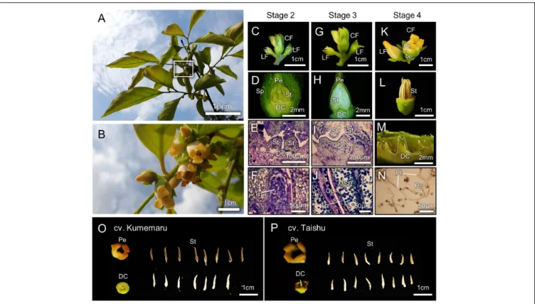 FIGURE 2 | Morphological characterization of male flower development in cv. Kumemaru. (A,B) The appearance of flowering branches in cv