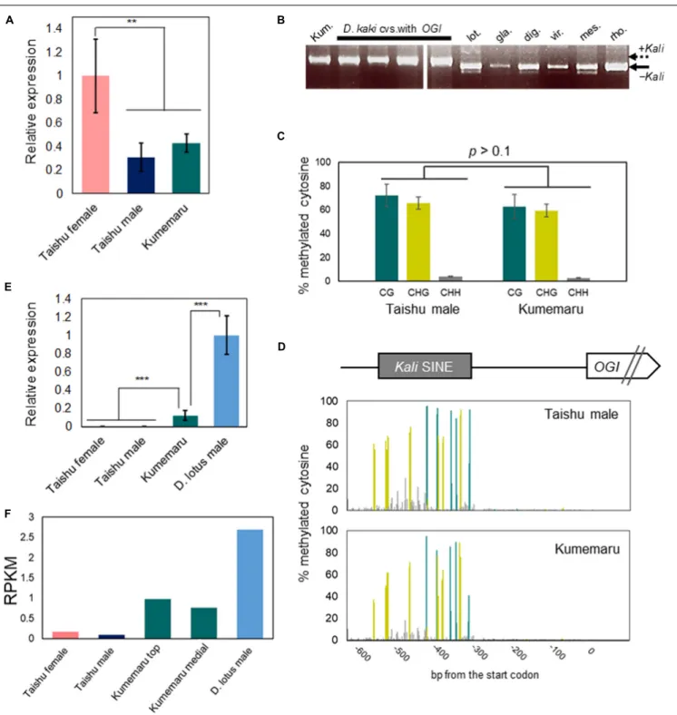 FIGURE 3 | Regulation of OGI and MeGI in cv. Kumemaru. (A) MeGI expression level in flower buds in cv