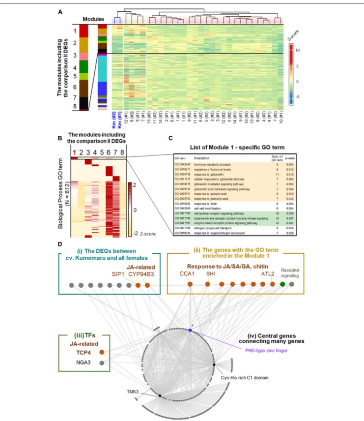 FIGURE 5 | Co-expression network analysis in cv. Kumemaru and the predominantly female-producing cultivars