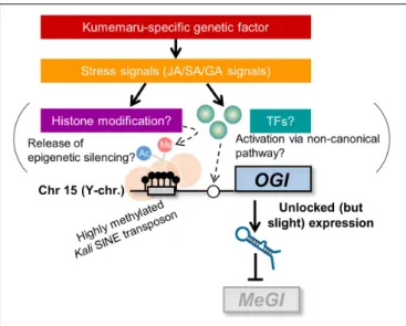 FIGURE 6 | Model for derepressed OGI expression in cv. Kumemaru.