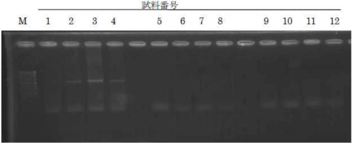 表   6-3  に MPN-PCR  法で検出されたバンド数を示す。なお、 10  倍濃縮液および DNA  抽 出液の原液は PCR 阻害物質が増加することや濃縮時に DNA ロスが生じた可能性を考慮し、 参考データとした。