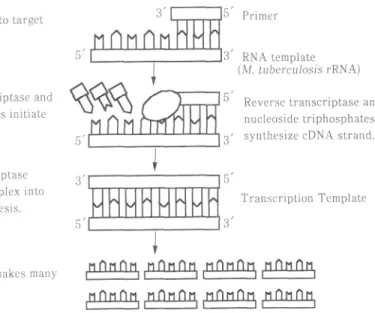 Fig.  4  Target  Amplification  in  Gen-Probe  Amplified  lycobacterium  Direct  Test (Mycobacterium  tuberculosis  rRNA)