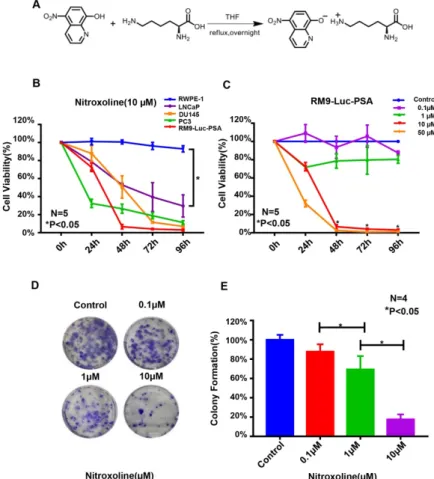 Figure 1. Nitroxoline suppresses the viability and colony-formation ability of RM9-Luc-PSA cells  in vitro