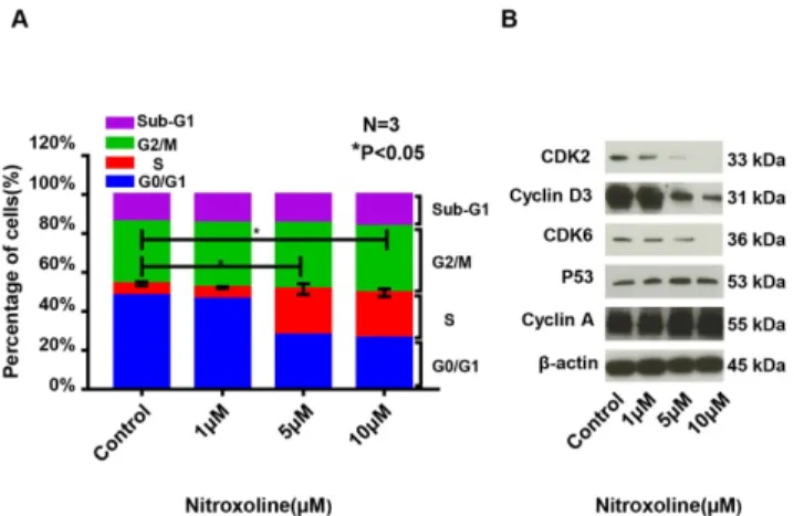 Figure 2. The  cell cycle of RM9-Luc-PSA cells is affected by nitroxoline at  different doses