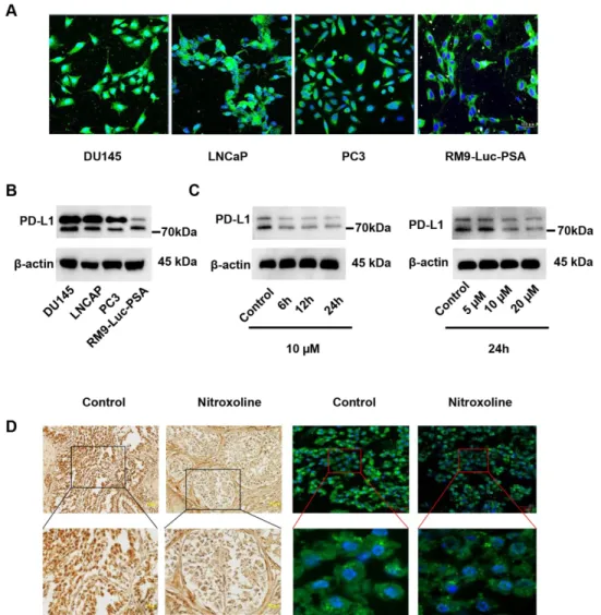 Figure 4. Nitroxoline suppresses PD-L1 expression in RM9-Luc-PSA cells and tumor tissue