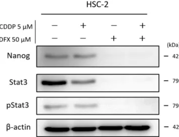 Figure S4. Experiment of Nanog, Stat3 and phosho-Stat3 was evaluated with western blot analysis