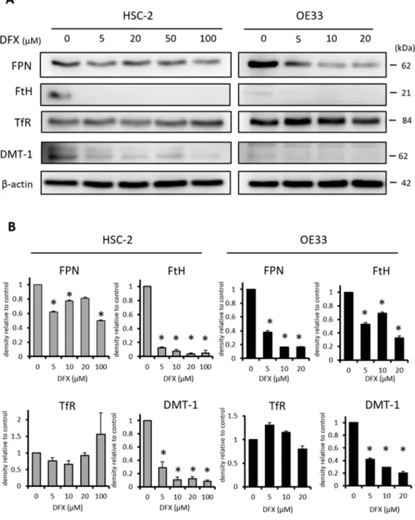 Figure  S5.  (A)  Experiment  of  iron-related  markers  (FPN,  FtH,  TfR,  DMT-1)  was  evaluated  with  western blot analysis