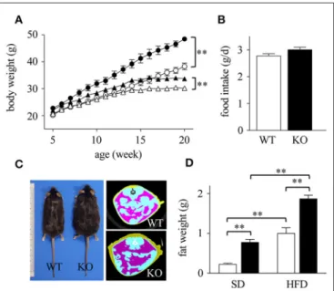 FIGURE 1 | Enhanced diet-induced obesity in Spred2 KO mice. WT and Spred2 KO mice were fed ad libitum with either a standard diet (SD) or a high-fat diet (HFD) from 4 to 20 weeks of age