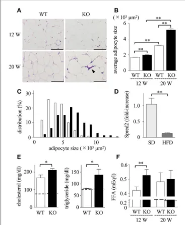 FIGURE 3 | Exacerbated adipose tissue inflammation in Spred2 KO mice. WT and Spred2 KO mice were fed with HFD from 4 to 20 weeks of age