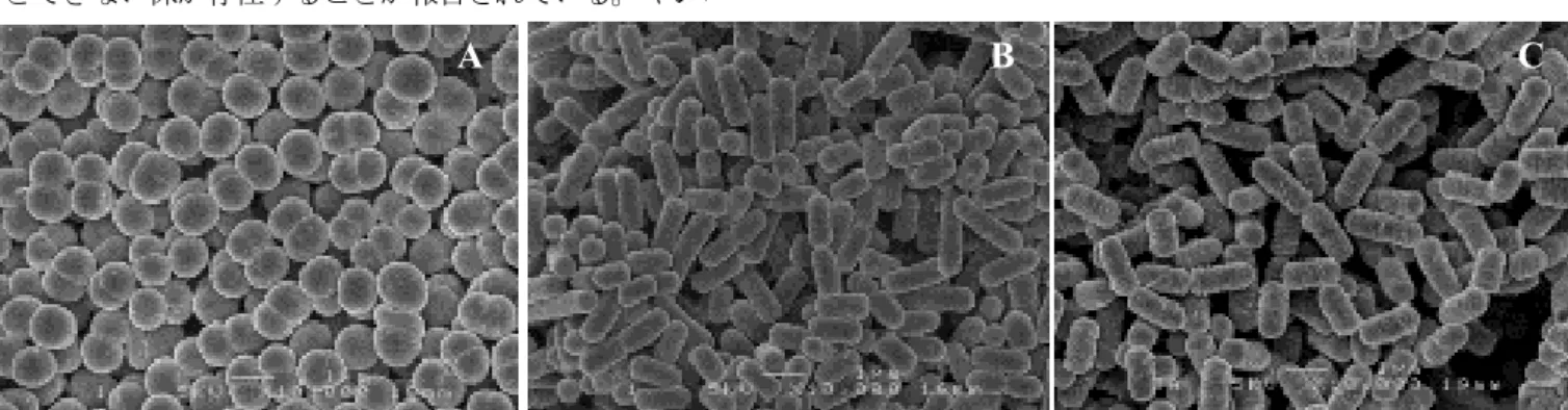 Figure 1 Morphology of the isolates LAB strains P. pentosaceus AO-105 (A), Lb. brevis AO-115 (B), and Lb