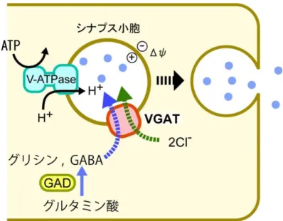図  1-3.    SLC32:  小胞型 GABA トランスポーター(VGAT) 