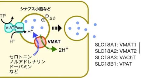 図  1-4.    SLC18 ファミリー 