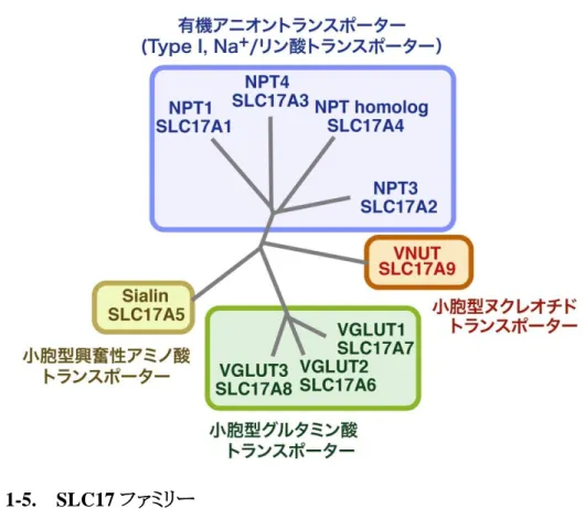 図  1-5.    SLC17 ファミリー 
