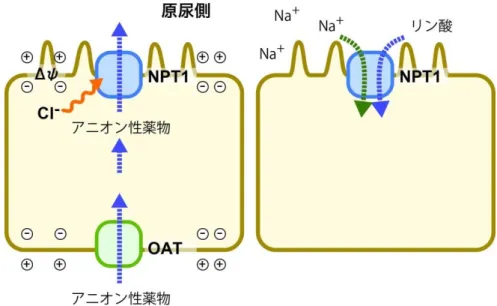 図  1-6.    NPT（Type I リン酸トランスポーター/有機アニオントランスポーター） 