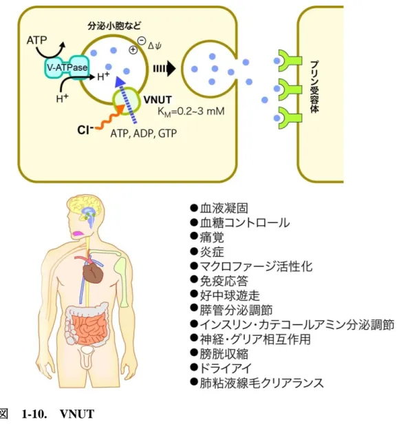 図  1-10.    VNUT 
