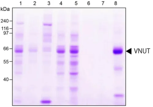 図  3-1.  ヒト VNUT の精製  ヒト VNUT 発現プラスミドを大腸菌 C43 株へ形質転換した。取得した形質変換体を用い て、大量発現し、Fos-choline-14 で可溶化後、Ni-NTA カラムクロマトグラフィーで精製した。  レーン 1、膜画分（20  μg）；  レーン 2、可溶性画分（10  μg）；  レーン 3、不溶性画分（10  μg）；  レーン 4、非吸着画分（10  μg）；  レーン 5、Wash1（10  μg）；  レーン 6、Wash2（2.8  μg）；  レ