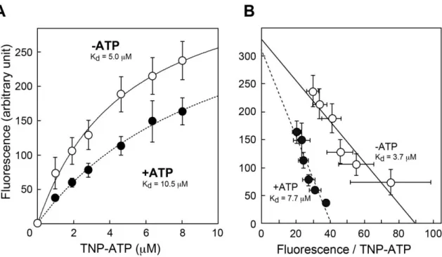 図  3-6.    TNP-ATP の VNUT への結合に対する ATP の効果