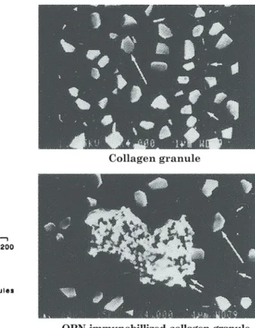 Fig. 2. Effect of osteopontin (OPN) in the seed crystal method. The inhibitory activity of OPN at a concentration of 37.5 μ g/ml was 90%.