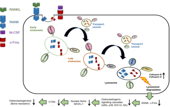 Figure 8. The model epitomizing the findings of our current works. c-Fms and RANK receptors were early internalized into early endosomes, and transported to late endosomes by the transport vesicles, which was subsequently fused with lysosomes for proteolys