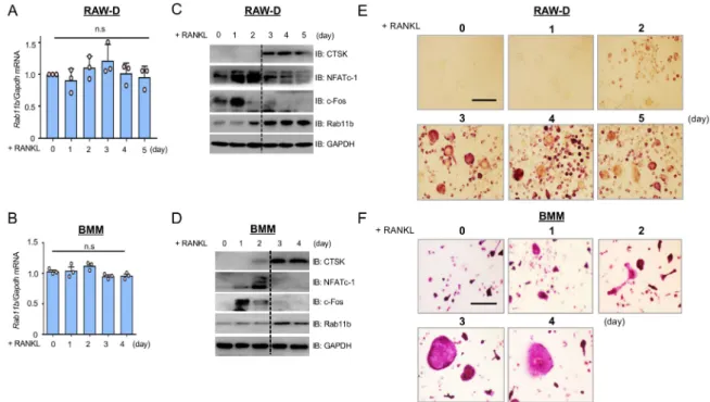 Figure 1. Rab11b upregulation at the late stage of osteoclastogenesis and the effect of RANKL (300 ng/mL) on osteoclast and monocyte/macrophage colony stimulating factor (M-CSF) (30 ng/mL) for a time course