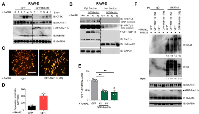 Figure 3. The effects of exogenous expression of Rab11b on NFATc-1 stabilization in response to (Ca 2 + i ) elevation