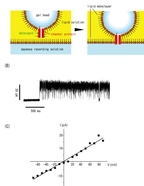 Figure 5. Recording of a single KcsA channel immobilized on a hydrogel bead. (A) Direct  reconstitution of the KcsA channel into a bilayer