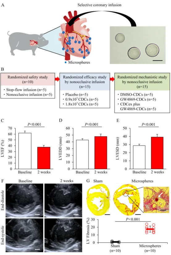 Fig. 1. Generation of a swine model of DCM for randomized preclinical studies. 