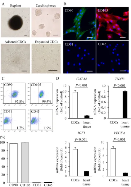 Fig. S1. Isolation, expansion, and characterization of swine CDCs.   