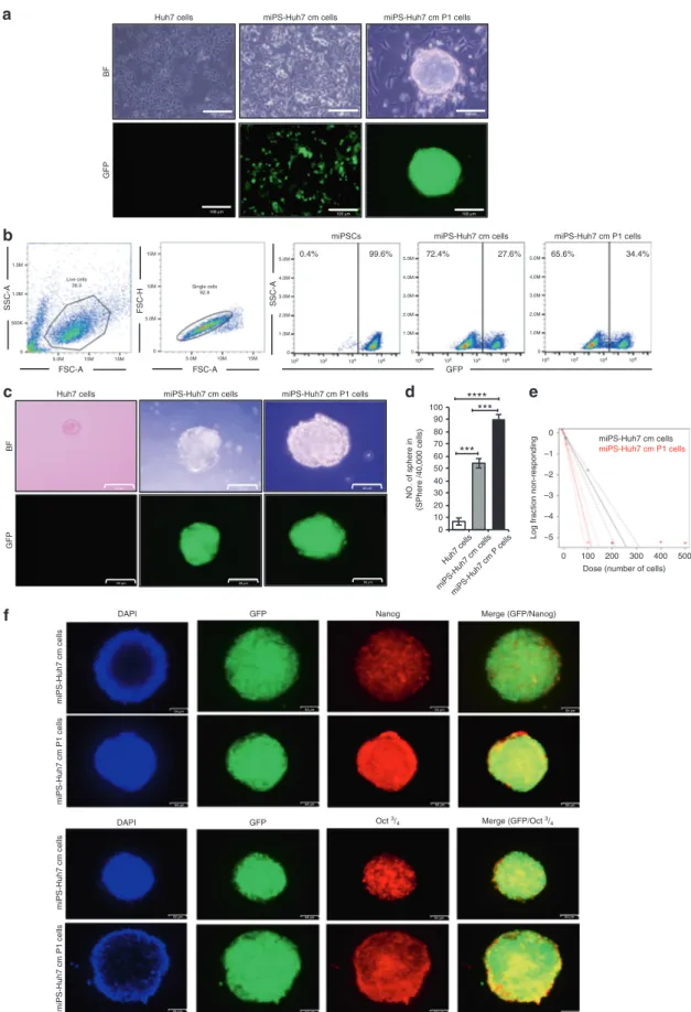 Fig. 4 Self-renewal potential of the CSC-like cells. a Representative images for adherent culture of Huh7, miPS-Huh7cm and miPS- miPS-Huh7cmP1 cells