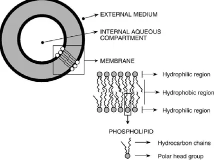 Figure  5.  Basic  structure  and  composition  of  liposomes.  (Frézard,  Frédéric,  Neila  M