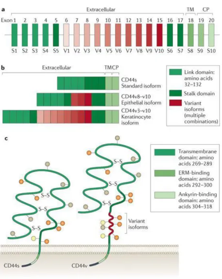 Figure 1. (a) CD44 consists of several exons, some of which are constant region  exons that are used in every CD44 mRNA and protein (green bars) and others are  variant exons (red bars) that are used in the CD44 variant proteins and are selected  by altern