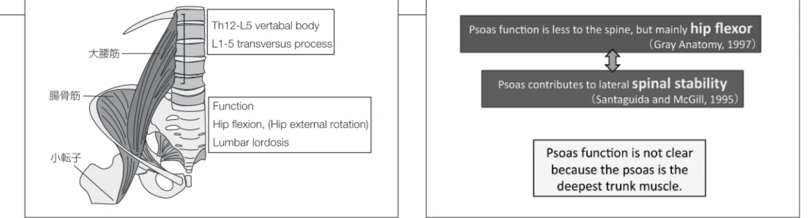 図 1　Iliopsoas (Psoas and Iliacas) 図 2　Function of the psoas major