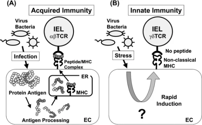 Fig. 2. IEL Mediates Innate and Acquired Immunity through Two DiŠerent T Cell Receptors