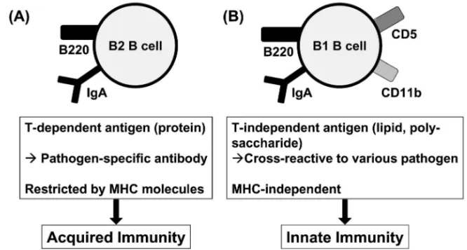 Fig. 3. B Cell-mediated Innate and Acquired Mucosal Immunity