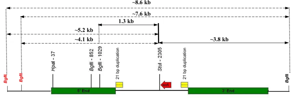 図  6  tetA 遺伝子断片及び近傍配列の BglII 及び BglII/StuI 制限酵素による切断地図 