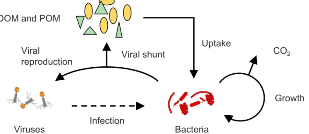 Figure 1.1 Schematic flow of the viral shunt (Jover et al., 2014) 