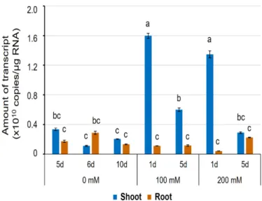 Figure 7. The expression level of the HvPIP2;8 transcripts in a barley cultivar, Haruna-Nijo, detected  by qPCR